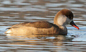 Red-crested Pochard