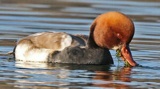 Red-crested Pochard