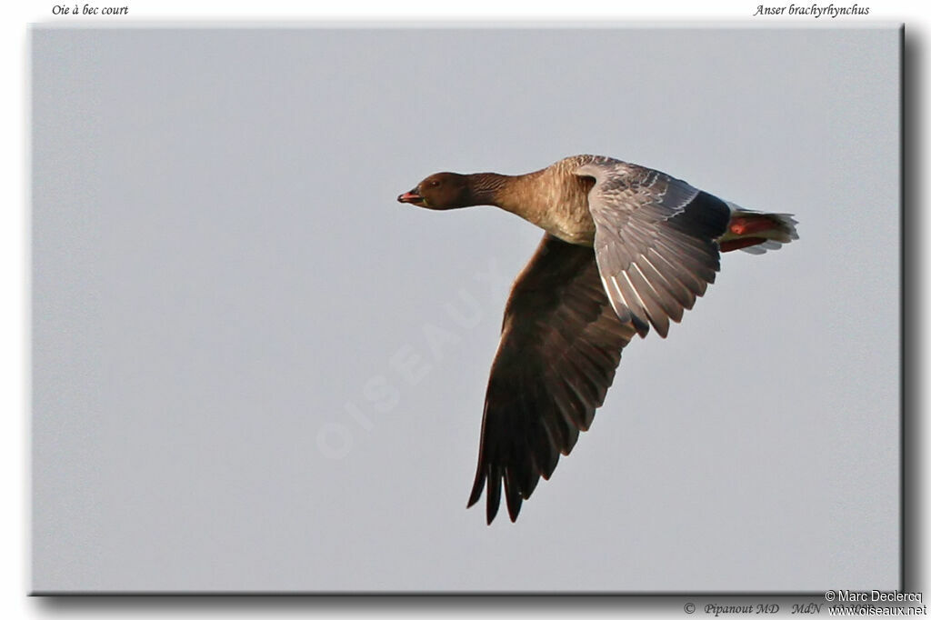 Pink-footed Gooseadult, Flight