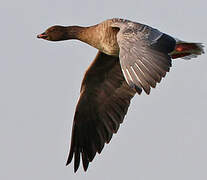 Pink-footed Goose