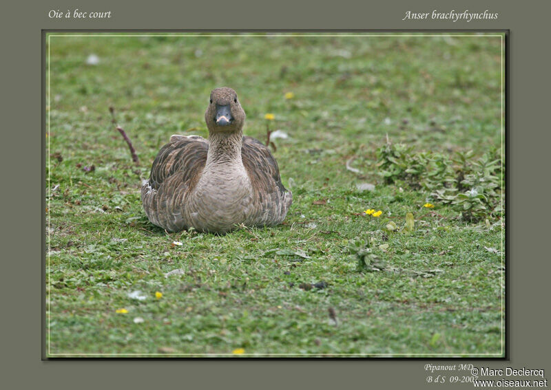 Pink-footed Goose