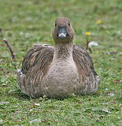 Pink-footed Goose