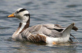 Bar-headed Goose