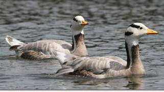 Bar-headed Goose