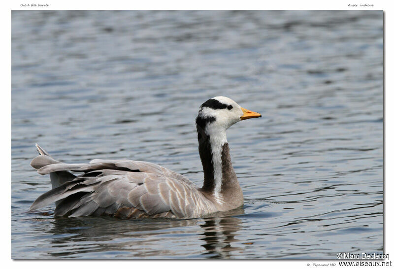 Bar-headed Goose, identification