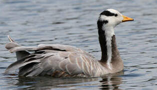 Bar-headed Goose