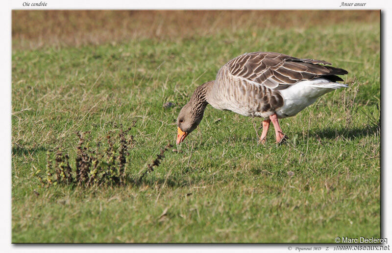 Oie cendrée, identification