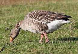 Greylag Goose