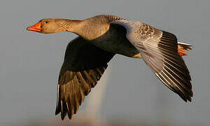 Greylag Goose