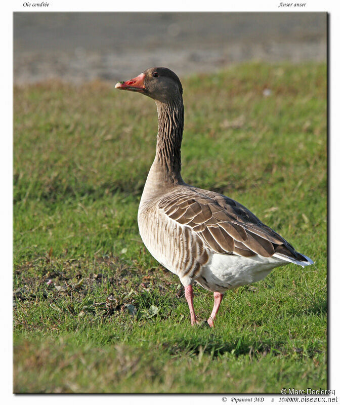 Oie cendrée, identification