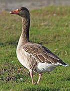 Greylag Goose