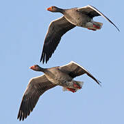 Greylag Goose