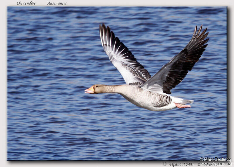 Greylag Goose, Flight