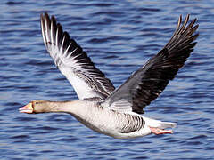 Greylag Goose