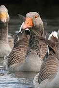 Greylag Goose