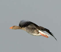 Greylag Goose