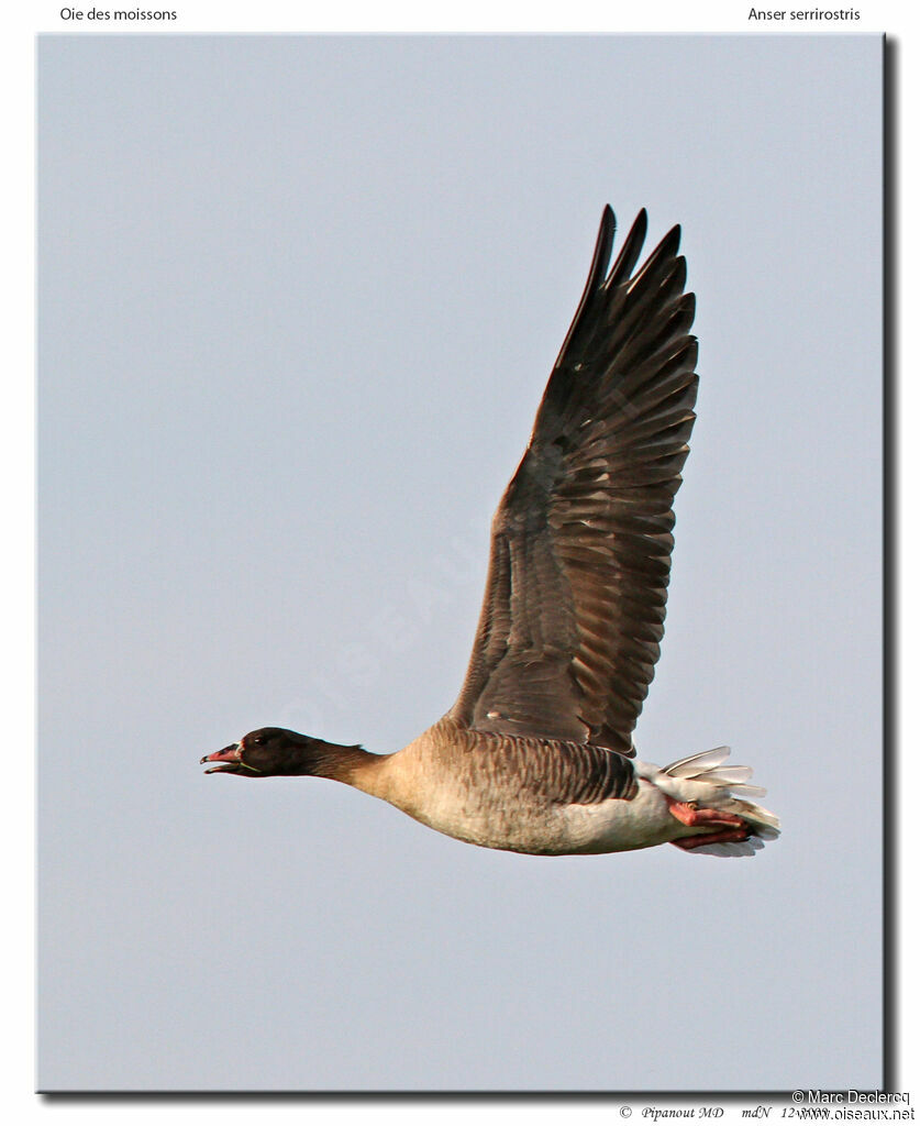 Taiga Bean Goose, Flight