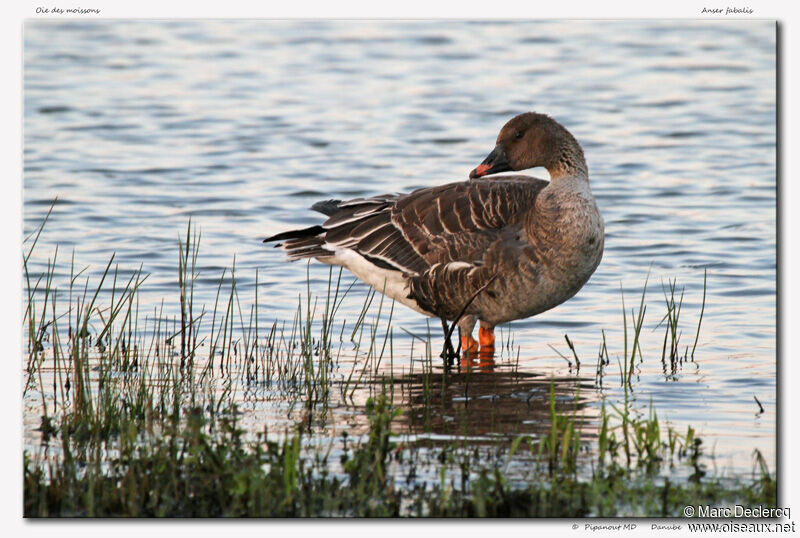 Taiga Bean Goose, identification