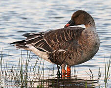 Taiga Bean Goose