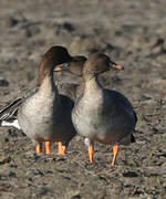 Taiga Bean Goose