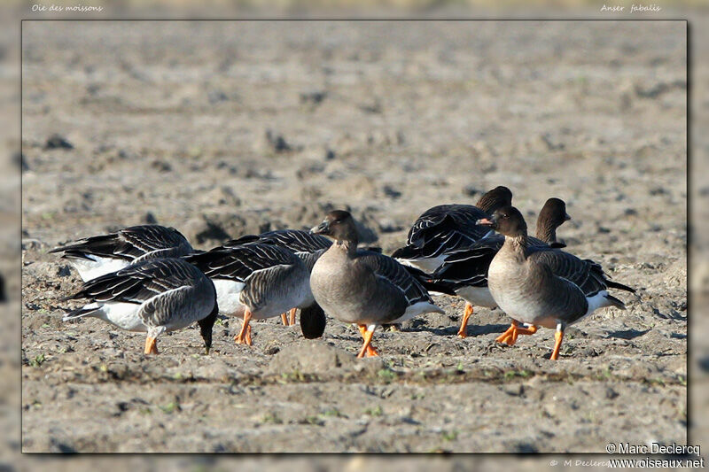 Taiga Bean Goose, identification