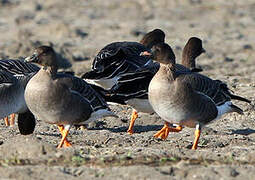 Taiga Bean Goose