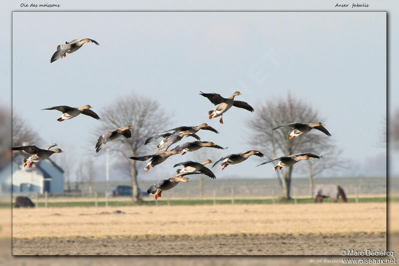 Taiga Bean Goose, Flight