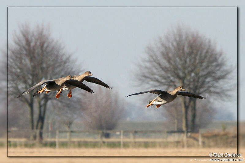 Taiga Bean Goose, Flight