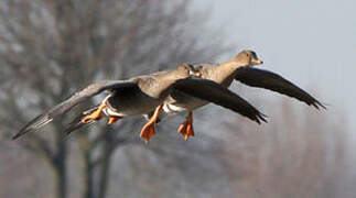 Taiga Bean Goose