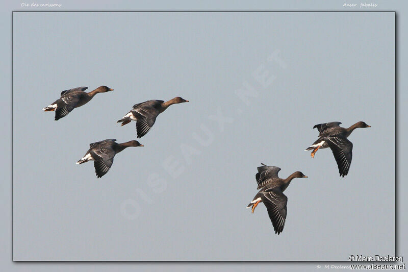 Taiga Bean Goose, Flight