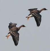 Taiga Bean Goose