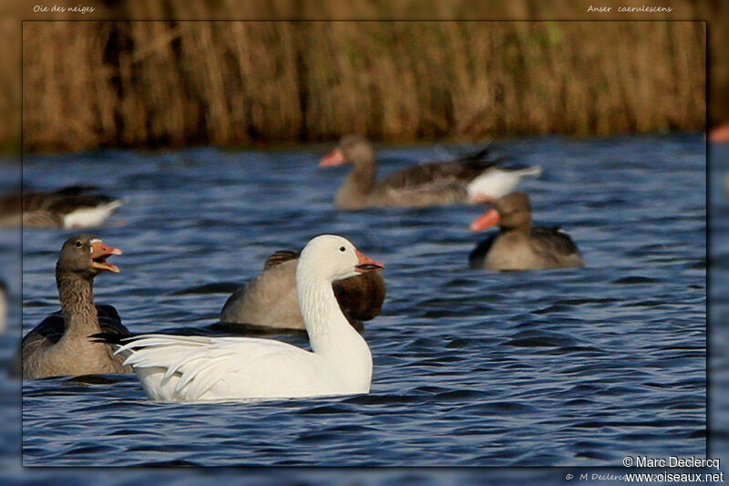 Oie des neiges, identification