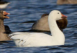 Snow Goose