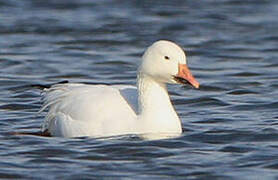 Snow Goose