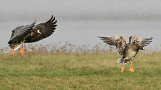 Greater White-fronted Goose