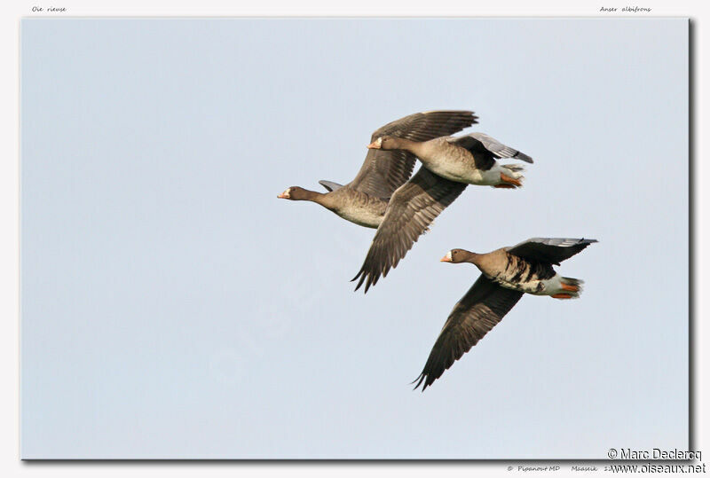 Greater White-fronted Goose, Flight