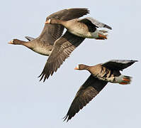 Greater White-fronted Goose