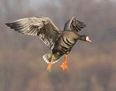 Greater White-fronted Goose