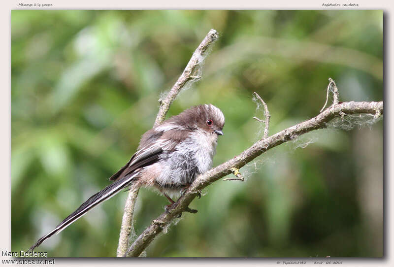 Long-tailed Titjuvenile, identification