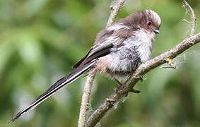 Long-tailed Tit