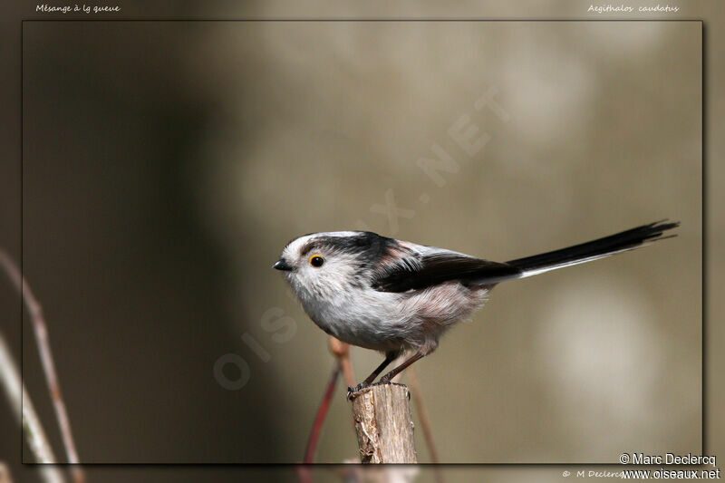 Long-tailed Tit, identification