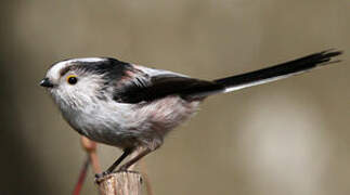 Long-tailed Tit