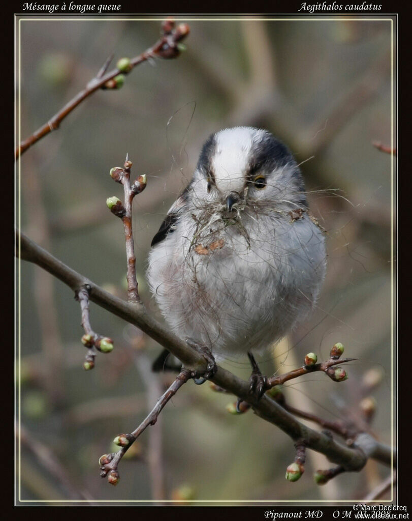 Long-tailed Titadult, Reproduction-nesting, Behaviour