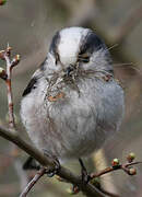 Long-tailed Tit