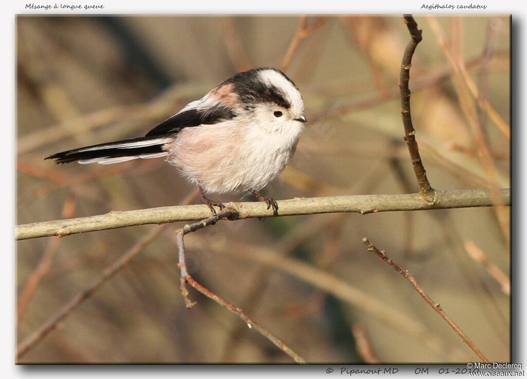 Long-tailed Titadult