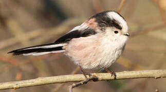 Long-tailed Tit