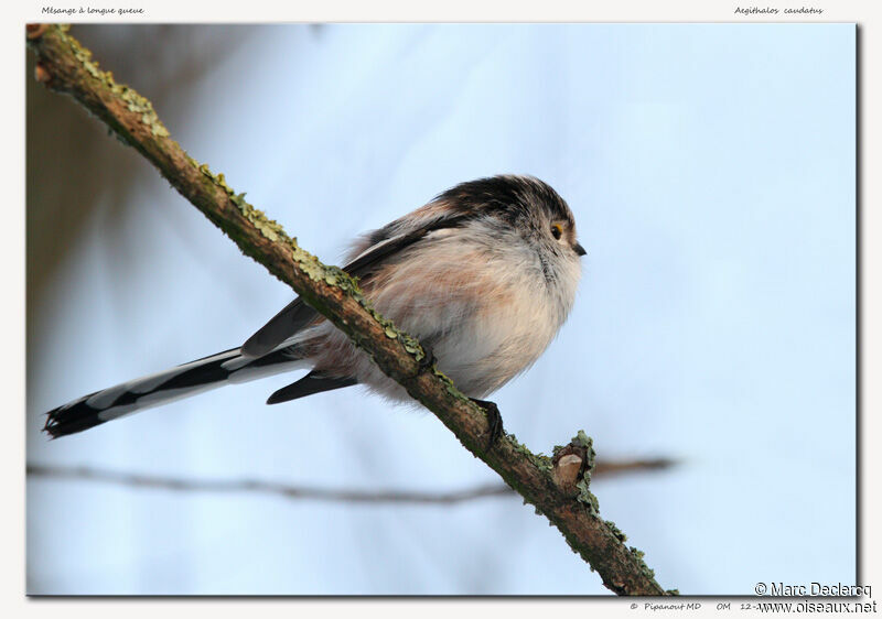 Long-tailed Tit, identification