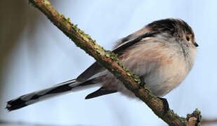 Long-tailed Tit