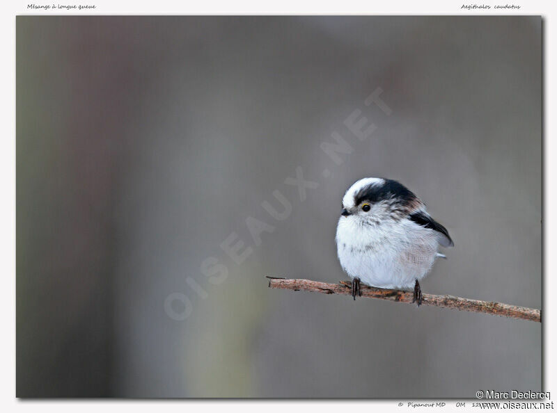 Long-tailed Tit, identification