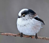 Long-tailed Tit